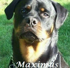 Maximus Humphreys 